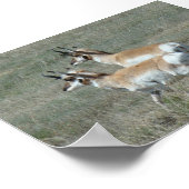 A27 Pronghorn Antelope Young Bucks Poster (Hoek)