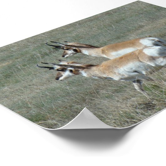 A27 Pronghorn Antelope Young Bucks Poster (Hoek)