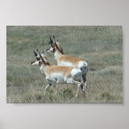 A27 Pronghorn Antelope Young Bucks Poster
