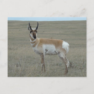 A28 Gaffelantilope Jong Mannetje Briefkaart