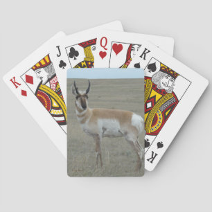 A28 Gaffelantilope Jong Mannetje Pokerkaarten