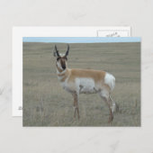 A28 Pronghorn Antelope Young Buck Briefkaart (Voorkant / Achterkant)
