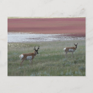 A2 Gaffelantilope Briefkaart