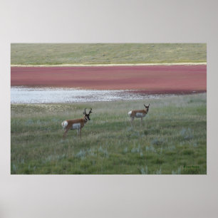 A2 Pronghorn Antelope Poster