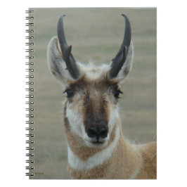 A30 Gaffelantilope Jonge Bok Kopschot Notitieboek