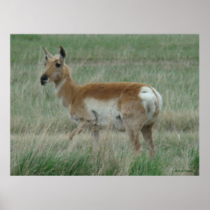 A31 Pronghorn Antelope Doe Poster