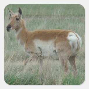 A31 Pronghorn Antelope Doe Vierkante Sticker