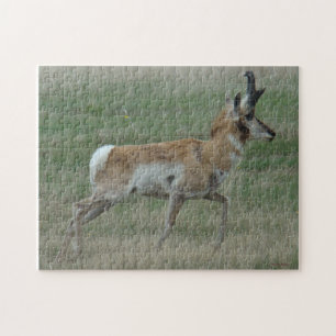 A32 Gaffelantilope Legpuzzel