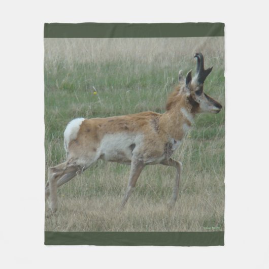 A32 Pronghorn Antelope Buck Fleece Deken (Voorkant)