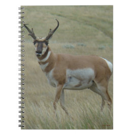 A33 Gaffelantilope bok met kromme horens Notitieboek