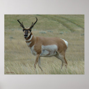 A33 Gaffelantilope Kromme Hoorns Poster