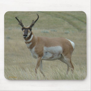 A33 Pronghorn Antelope Crooked Horns Buck Muismat