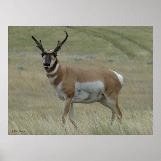 A33 Pronghorn Antelope Crooked Horns Poster (Voorkant)