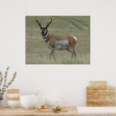 A33 Pronghorn Antelope Crooked Horns Poster (Keuken)