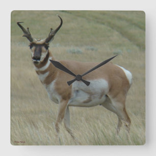 A33 Pronghorn Antelope Crooked Horns Vierkante Klok