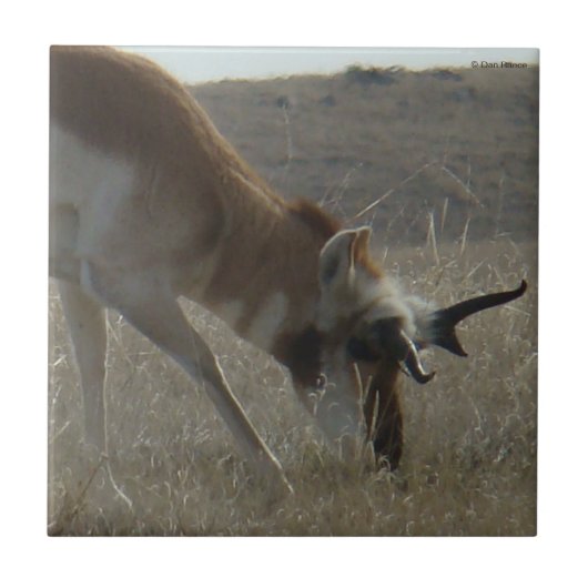 A34 Pronghorn Antelope Crooked Horns Tegeltje (Voorkant)