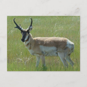 A36 Gaffelbok-antilope mannetje Briefkaart