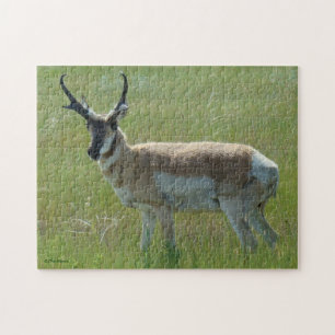 A36 Gaffelbok-antilope mannetje Legpuzzel