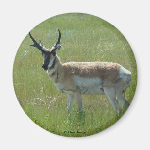 A36 Gaffelbok-antilope mannetje Magneet