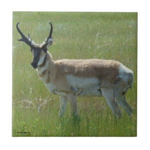 A36 Gaffelbok-antilope mannetje Tegeltje