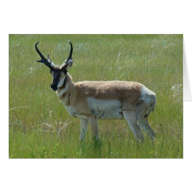 A36 Pronghorn Antelope Big Buck (Devant horizontal)