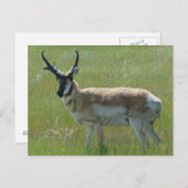 A36 Pronghorn Antelope Buck Briefkaart (Voorkant / Achterkant)