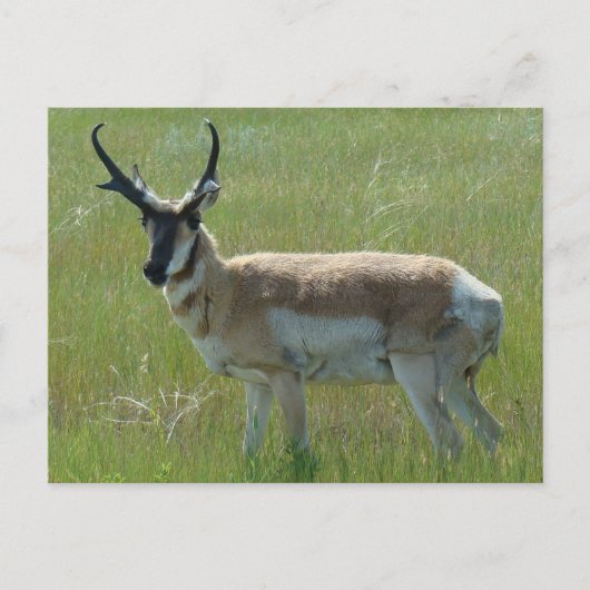 A36 Pronghorn Antelope Buck Briefkaart (Voorkant)