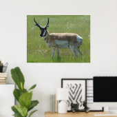 A36 Pronghorn Antelope Buck Poster (Thuiskantoor)