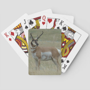A37 Gaffelantilope Grote Bok Kromme Hoorns Pokerkaarten