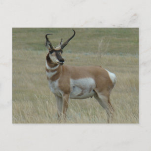 A37 Pronghorn Antelope Buck Crooked Horns Briefkaart