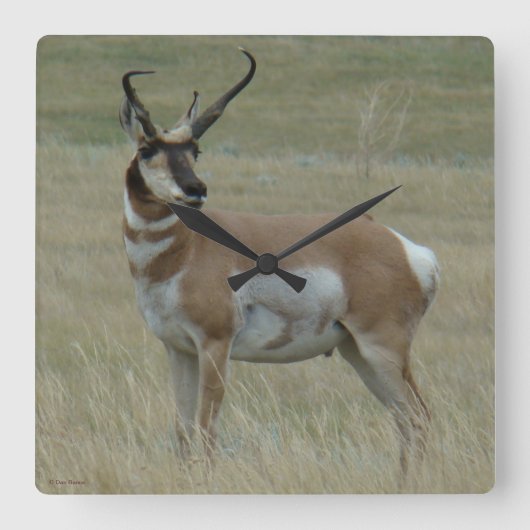 A37 Pronghorn Antelope Crooked Horns Vierkante Klok (Voorkant)