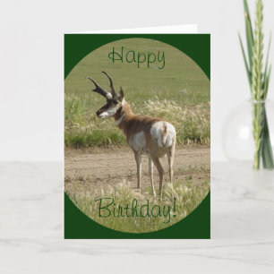 A39 Gaffelbok-antilope mannetje Kaart