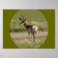 A39 Gaffelbok-antilope mannetje