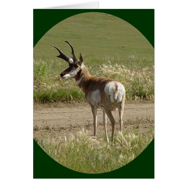A39 Pronghorn Antelope Buck (Devant)