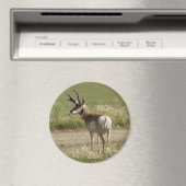 A39 Pronghorn Antelope Buck Magneet (Insitu (Vaatwasser))