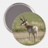A39 Pronghorn Antelope Buck Magneet (Voorkant / Achterkant)