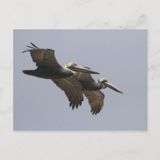 A3 Pelican Pair Briefkaart