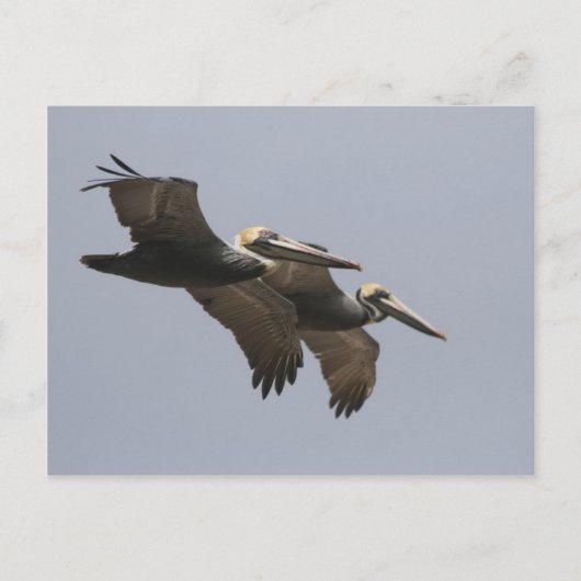 A3 Pelican Pair Briefkaart (Voorkant)