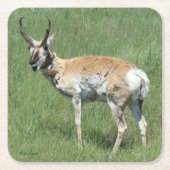 A3 Pronghorn Antelope Kauwoog Vierkante Kartonnen Onderzetter (Voorkant)