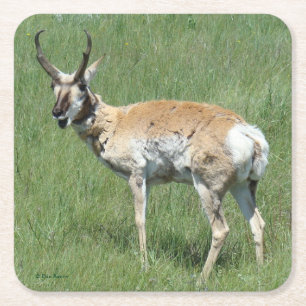 A3 Pronghorn Antelope Kauwoog Vierkante Kartonnen Onderzetter