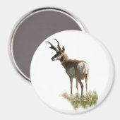 A43 Pronghorn Antelope Buck Magneet (Voorkant / Achterkant)