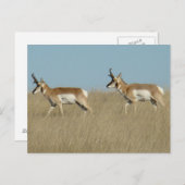 A45 Pronghorn Antelope Bucks Briefkaart (Voorkant / Achterkant)