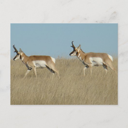 A45 Pronghorn Antelope Bucks Briefkaart (Voorkant)