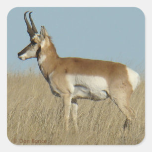A46 Gaffelbok Antilope Vierkante Sticker
