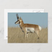 A46 Pronghorn Antelope Briefkaart (Voorkant / Achterkant)