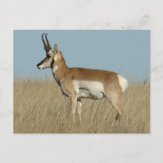 A46 Pronghorn Antelope Briefkaart (Voorkant)