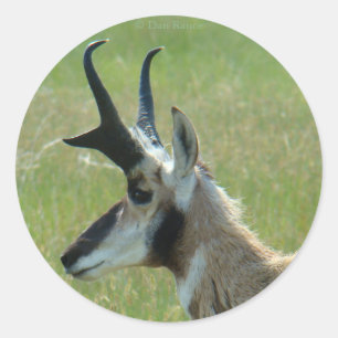 A47 Gaffelantilope Groot Bokkenhoofd Profiel Ronde Sticker