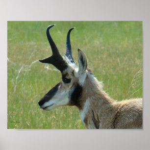 A47 Pronghorn Antelope Big Buck Head Profiel Poster