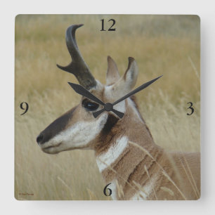 A4 Gaffelantilope Jonge Bok Kopschot Profiel Vierkante Klok