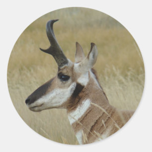 A4 Gaffelantilope Kopschot Profiel Ronde Sticker